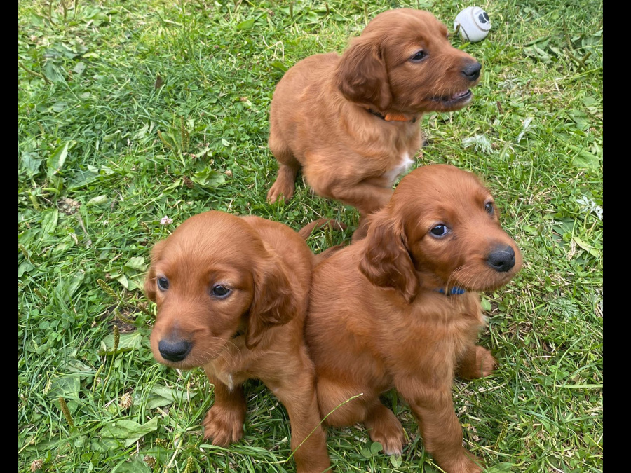 Irish Red Setter, IKC Reg... All ready for their forever homes! 6